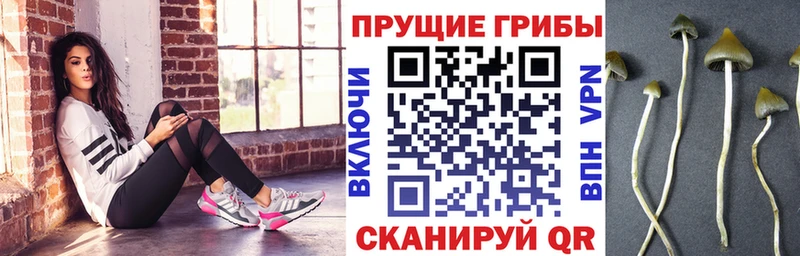 Псилоцибиновые грибы мухоморы  Приморско-Ахтарск 